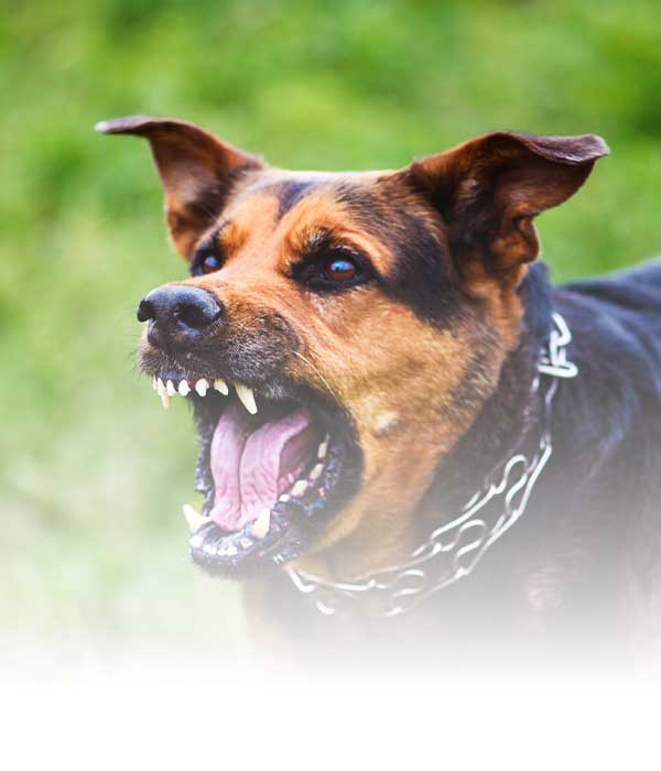 Aggressive dog barking