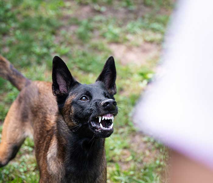 Dog with teeth showing in grassy area